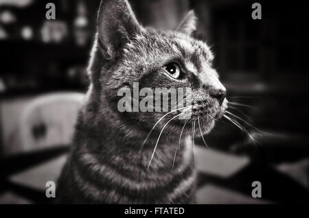Bild eines Tom Cat, der auf einem Tisch sitzt und aus einem Fenster blickt, während das Foto aufgenommen wurde. Stockfoto