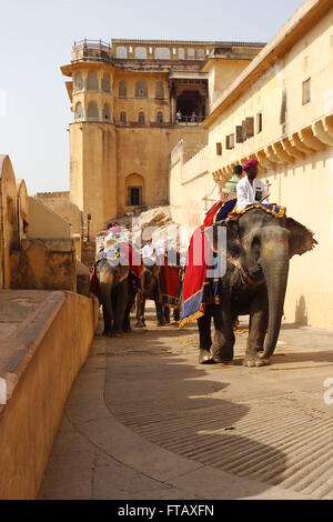 Elefanten, die Touristen auf das Amber Fort, Jaipur, Rajasthan, Indien Stockfoto