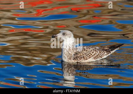 Silbermöwe Larus Argentatus unreifen schwimmen Stockfoto