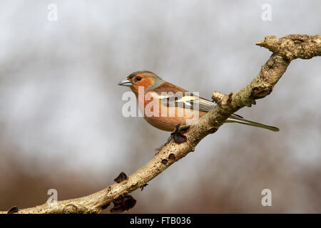 Buchfink Fringilla Coelebs Männchen thront auf einem Zweig Stockfoto