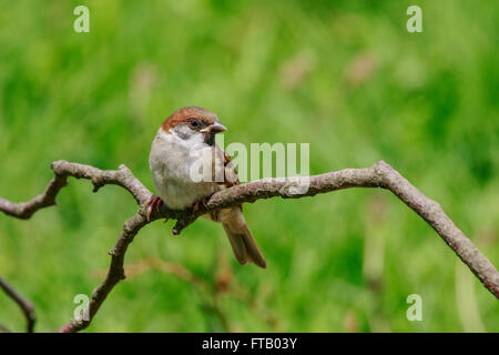 Eurasische Tree Sparrow Passer Montanus unreifen thront auf einem Zweig Stockfoto