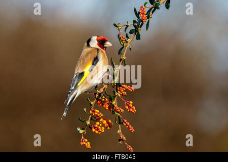 Europäische Goldfinch Zuchtjahr Zuchtjahr Männchen thront Stockfoto