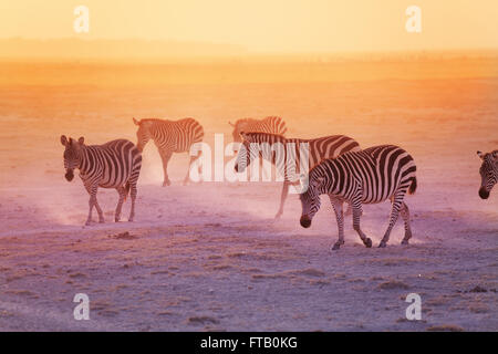 Gruppe von Zebras in den Amboseli National Park Stockfoto