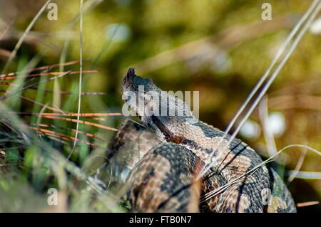 Kopf der Schlange Viper im Gestrüpp, Bulgarien Stockfoto