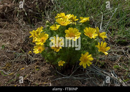 Fasan Auge (Adonis Vernalis) Blüte im Frühjahr, Bulgarien Stockfoto