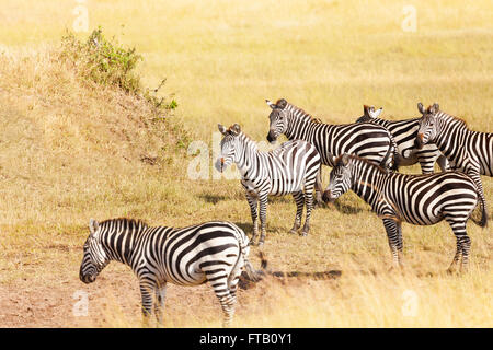 Zebras grasen auf der Weide in Amboseli, Afrika Stockfoto