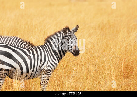 Nahaufnahme Bild von Zebra stehend getrockneten Gras Stockfoto