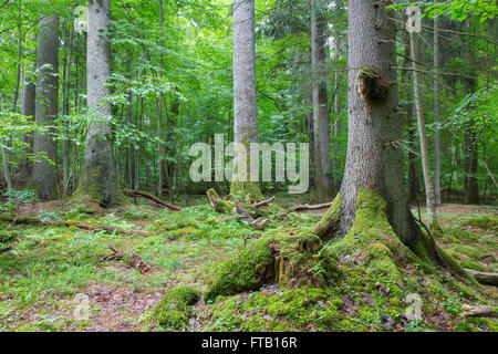 Gruppe von alten Fichten im Laub Stand von Białowieża Wald, Polen, Europa Stockfoto