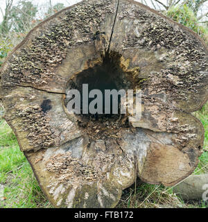 Flechten wachsen auf den ausgehöhlten Stamm einen umgestürzten Baum. Stockfoto