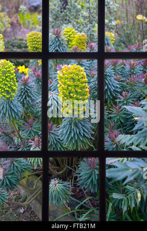 Euphorbia Characias Subspecies Wulfenii Wolfsmilch durch Fenster Stockfoto