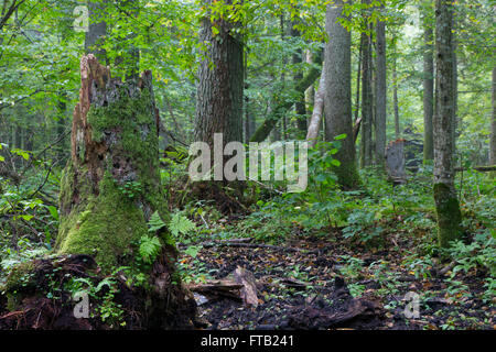 Alten natürlichen Laub-Stand von Białowieża Wald Morgen mit der Gruppe der alten Bäume, Wald von Białowieża, Polen, Europa Stockfoto