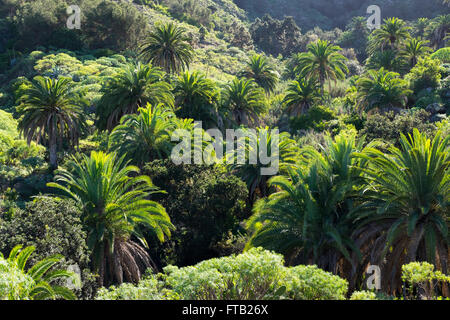 Kanarischen Dattelpalmen (Phoenix Canariensis), El Palmar in der Nähe von Hermigua, La Gomera, Kanarische Inseln, Spanien Stockfoto