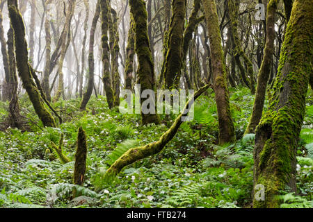 Moosbewachsenen Bäumen in einem Lorbeerwald, Nationalpark Garajonay, La Gomera, Kanarische Inseln, Spanien Stockfoto