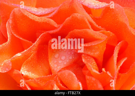 Rose (Rosa SP.), Blütenblätter mit Regentropfen, North Rhine-Westphalia, Deutschland Stockfoto