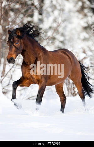 PRE-braunen Pferd im Galopp durch den Schnee im Winter, Österreich Stockfoto