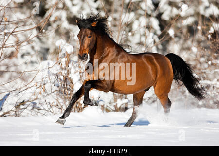 PRE-braunen Pferd im Galopp durch den Schnee im Winter, Österreich Stockfoto