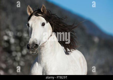 PRE-grau galoppierenden Pferd im Winter, Porträt, Tirol, Österreich Stockfoto