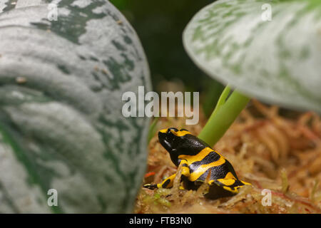 Gelb-banded poison Dart Frog (Dendrobates Leucomelas), auch bekannt als gelb-vorangegangene Pfeilgiftfrosch oder Hummel poison frog Stockfoto