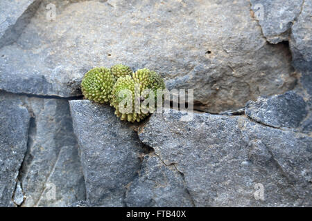 Eine blühende Hauslauch oder Zwerg Crassula, (Monanthes Polyphylla) wächst in einer Felsspalte auf Teneriffa, Kanarische Inseln, Spanien. Stockfoto