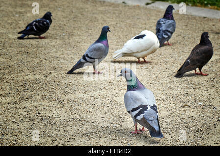 Herde von Tauben ein ziemliches Sammelsurium in einem Belgien-Park machen. Eine Taube machen den Unterschied Stockfoto