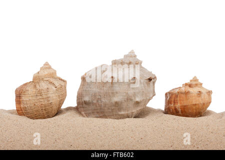 Muscheln am Strand, die isoliert auf weißem Hintergrund, mit viel Raum-Kopie Stockfoto