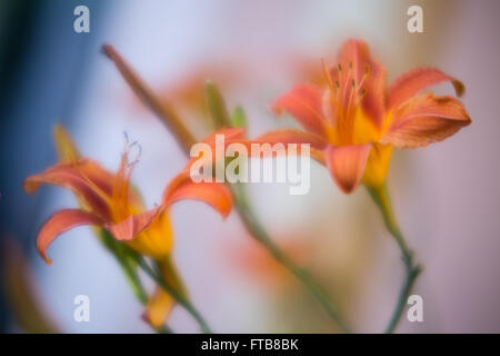 Frühling orange Blumen auf blauem Hintergrund jedoch unscharf Stockfoto