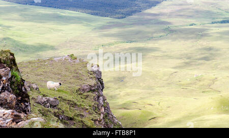 Ein einsamer Schaf auf einem Felsvorsprung auf einem Berg auf der Insel Skye in Schottland, Blick auf die Landschaft von oben. Stockfoto