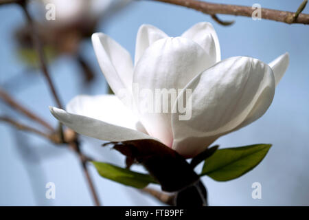 Magnolia 'Phelan Bright' eine blass rosa und weiße Blume bei der Royal Horticultural Society Garden Wisley, Woking, Surrey, UK Stockfoto