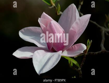 Magnolia 'Star Wars' bei der Royal Horticultural Society Garden Wisley, Woking, Surrey, UK Stockfoto