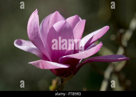 Magnolia 'Apollo' im April bei der Royal Horticultural Society Garden Wisley, Woking, Surrey, UK Stockfoto