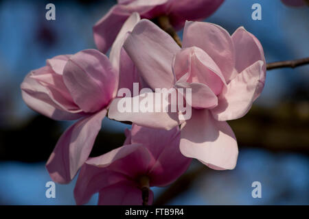 Magnolia 'Charles Raffill"Blüte im März bei der Royal Horticultural Society Garden Wisley, Woking, Surrey, UK Stockfoto