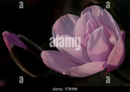 Magnolia 'Charles Raffill"bei der Royal Horticultural Society Garten, Wisley, Woking, Surrey, UK Stockfoto