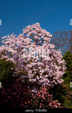 Magnolia Sargentiana Var Robusta im Savill Garden, Windsor Great Park, Windsor, Surrey, UK Stockfoto