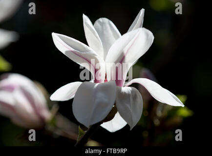 Magnolia Kobus ('Norman Gould' X liliflora 'O'Neil') eine weiße Magnolie mit Magenta auf der Blütenhüllblätter Streifen. Stockfoto