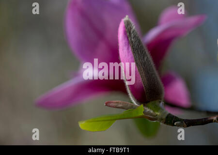 Eine Nahaufnahme von einem Magnolia 'Apollo' Bud und Perule bei der Royal Horticultural Society Garden Wisley, Woking, Surrey, UK Stockfoto