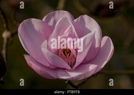 Rosa und gelbe Blüthe Kern Magnolia "Charles Raffill" eine der Royal Horticultural Society Garden Wisley, Surrey, UK Stockfoto