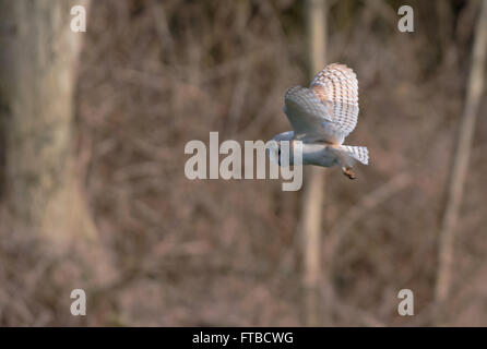 Schleiereule Tyto Alba im Flug. UK Stockfoto