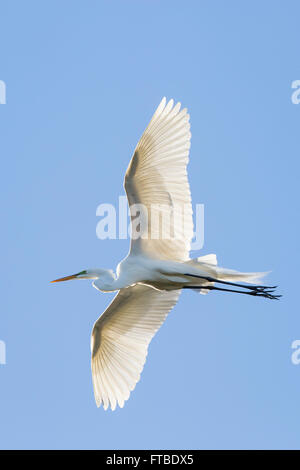 Silberreiher (Casmerodius Albus) in der Zucht Gefieder im Flug Stockfoto