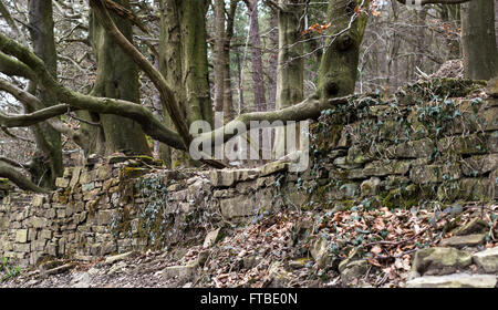 Tockholes Woods, Roddlesworth Woods, in der Nähe von Blackburn mit Darwen, Lancashire. Stockfoto