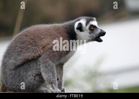 Lemur zu springen Stockfoto