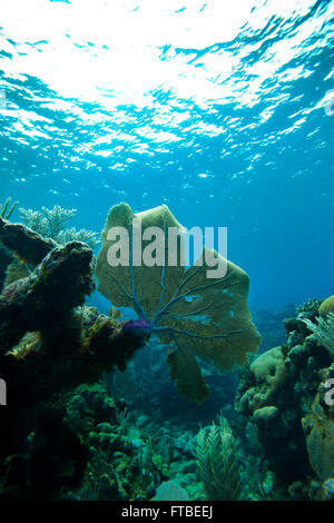 Gorgonien klammerte sich an eine Hirnkoralle vor der Küste in die Karibik, Roatan, Honduras, Mittelamerika Stockfoto