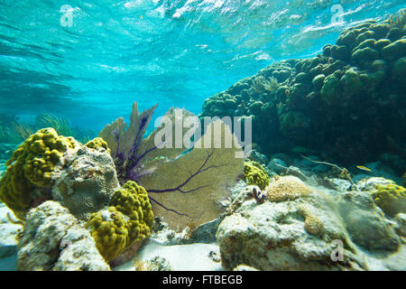 Gorgonien klammerte sich an eine Hirnkoralle vor der Küste in die Karibik, Roatan, Honduras, Mittelamerika Stockfoto