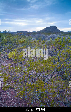Sonnenuntergang über einer Baumgruppe mit Strand-Bergen im Hintergrund. Culberson County, Texas, USA. Stockfoto