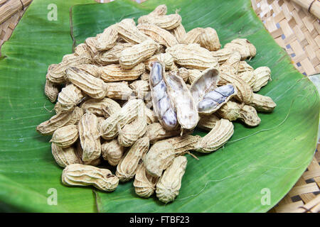 Erdnuss, gekocht auf Bananenblatt in Korb Stockfoto