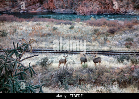 Hirsche stehen in der Nähe der Royal Gorge Route entlang den Arkansas River, Colorado, USA Stockfoto