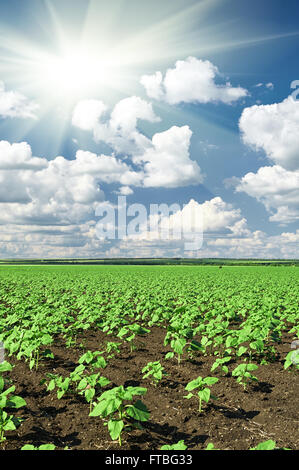 Frühling Landschaft, grüne Feld mit Gemüse Sämling Bush und blauen Wolkenhimmel Stockfoto