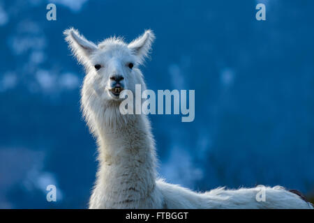 Lama (Lama Glama), Gefangenschaft, Vorderstoder, Oberösterreich, Österreich Stockfoto