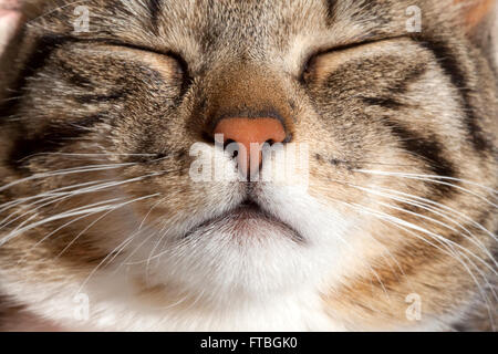 Hauskatze, schlafen, Porträt Stockfoto