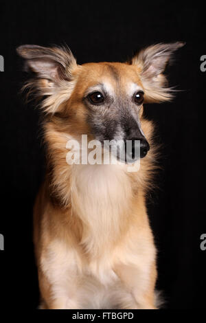 Silken Windsprite Windhund, Rüde, portrait Stockfoto