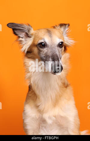 Silken Windsprite Windhund, portrait Stockfoto